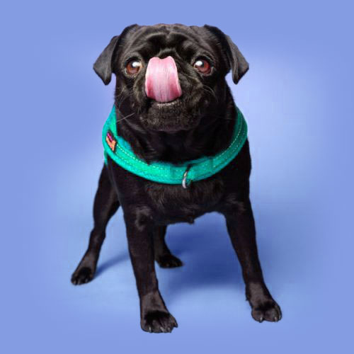 Hundefotografering - Billede 2